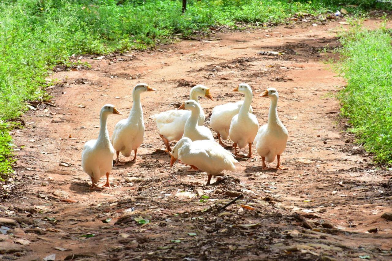 Zeenath Taj Gardens Yelagiri Εξωτερικό φωτογραφία